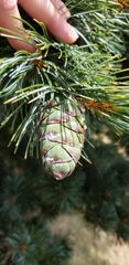 Pinus parviflora