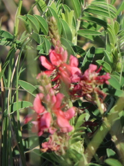 Indigofera williamsonii