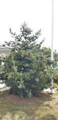 Pinus parviflora
