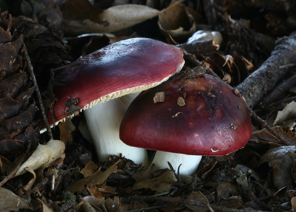 Russula mendocinensis