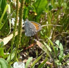 Hyponephele lupinus