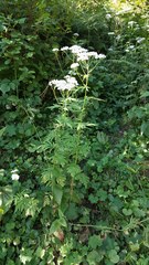Achillea macrophylla