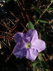 Ruellia ciliosa