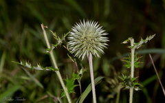 Echinops sahyadricus