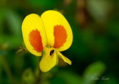Smithia hirsuta