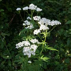 Achillea macrophylla