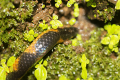 Uropeltidae
