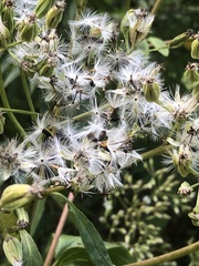 Arnoglossum reniforme