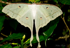 Actias selene