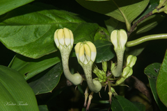 Ceropegia evansii