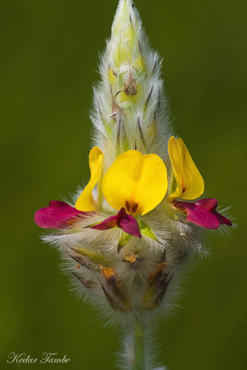 Alysicarpus