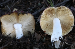 Russula mendocinensis