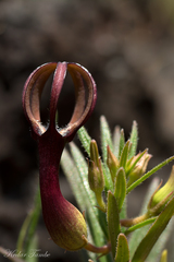 Ceropegia jainii