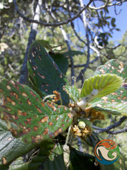 Cercocarpus pringlei