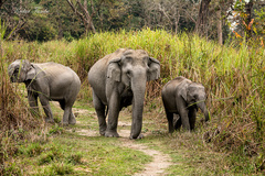 Elephas maximus indicus