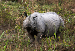 Rhinoceros unicornis