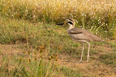 Esacus recurvirostris