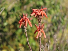 Aloe umfoloziensis