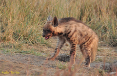 Hyaena hyaena