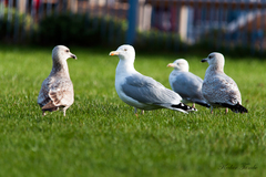 Larus argentatus