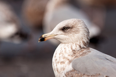 Larus argentatus