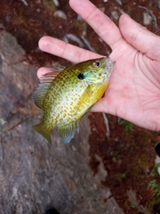 Lepomis gibbosus × macrochirus