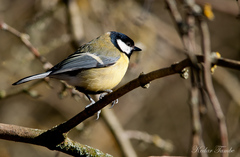 Parus major