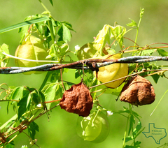 Cardiospermum corindum