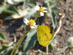 Eurema hecabe solifera