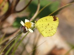 Eurema hecabe solifera