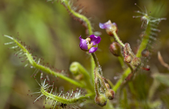 Drosera indica