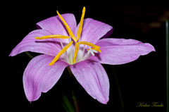 Zephyranthes rosea