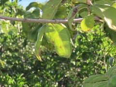 Vangueria
