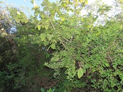Vangueria