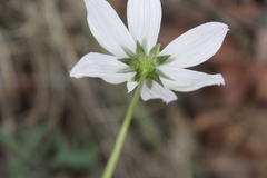 Cosmos palmeri