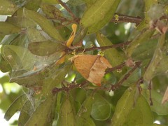 Charaxes varanes