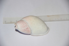 Mirinaba unidentata