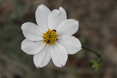 Cosmos palmeri