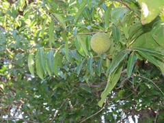 Landolphia kirkii