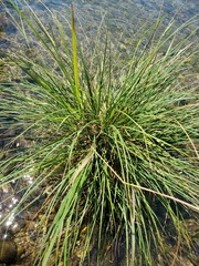 Carex nudata