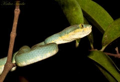 Craspedocephalus gramineus