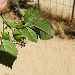 Rosa squarrosa