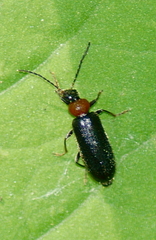 Pedilus lugubris