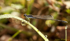 Agriocnemis splendidissima