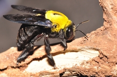 Xylocopa ruficornis