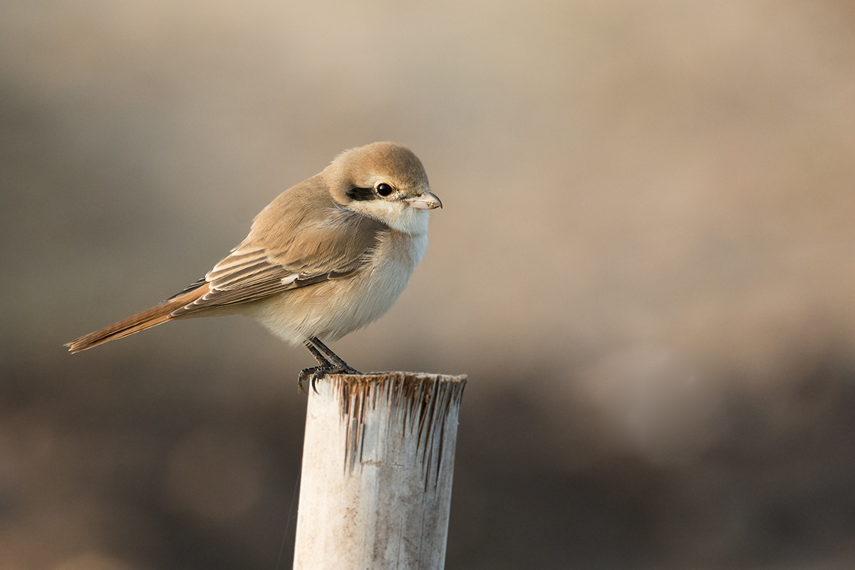 Isabelline Shrike