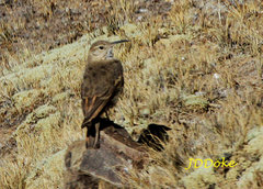 Geositta tenuirostris