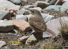 Upucerthia validirostris