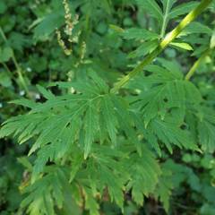 Achillea macrophylla