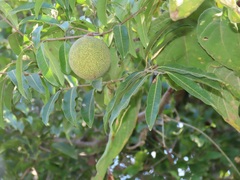 Landolphia kirkii
